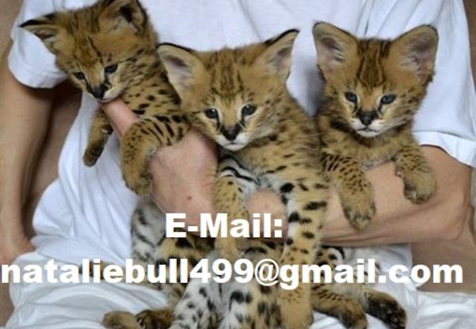Savannah f4, f5, f6 Kätzchen verfügbar