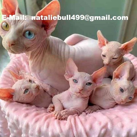 Sphynx-Kätzchen jetzt erhältlich
