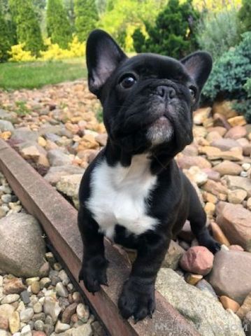 Französische Bulldoggenwelpen zu verkaufen