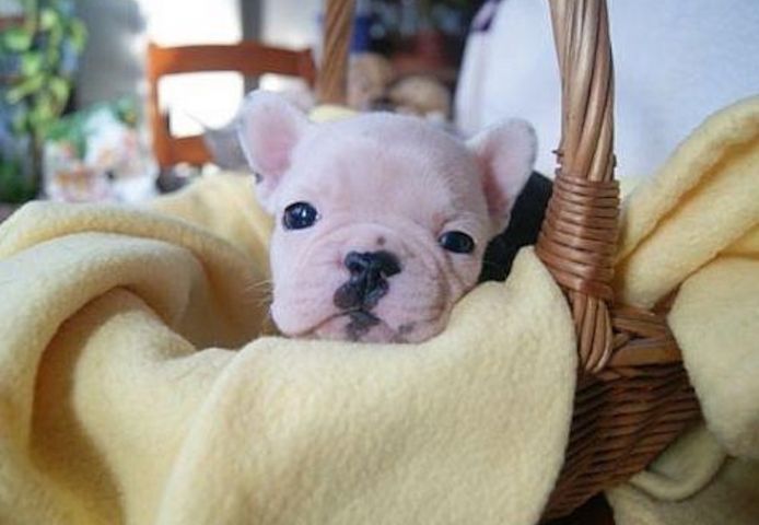 Französische Bulldoggenwelpen zu verkaufen
