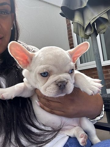 Hallo, ich biete drei Französische Bulldoggenwelpen