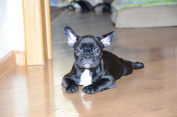 Französische Bulldoggenwelpen zu verkaufen