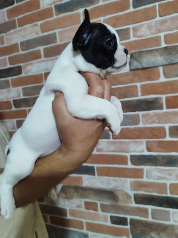Französische Bulldoggenwelpen zu verkaufen