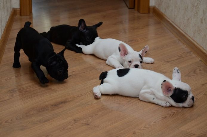 Französische Bulldoggenwelpen zu verkaufen