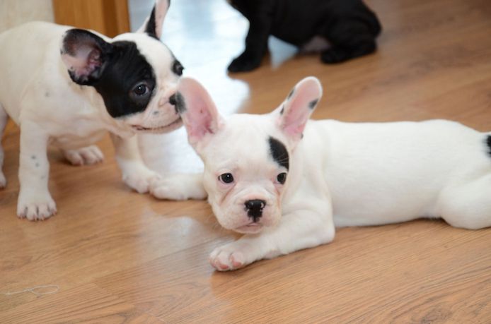 Französische Bulldoggenwelpen