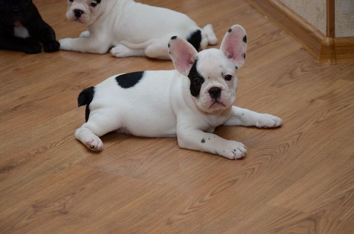 Französische Bulldoggenwelpen