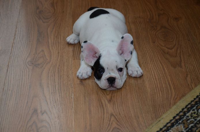 Französische Bulldoggenwelpen