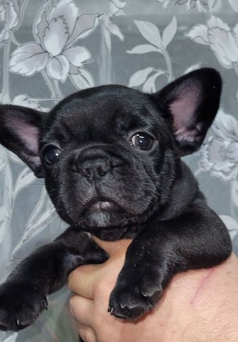Französische Bulldoggenwelpen