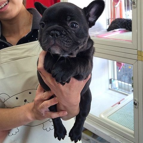 Französische Bulldoggenwelpen