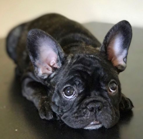Französische Bulldoggenwelpen