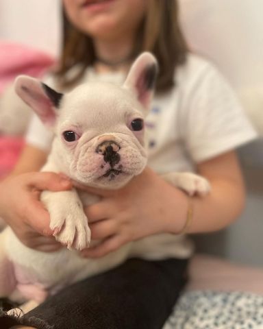 Französische Bulldoggenwelpen