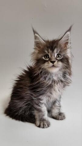 Maine-Coon-Kätzchen zu verkaufen