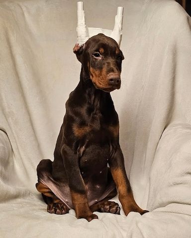 Abgabebereit! Exklusive Dobermann Welpen Körzucht!