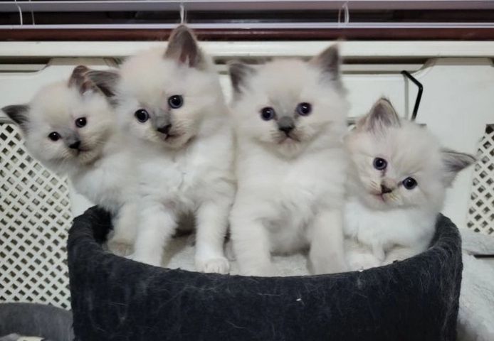 Ragdoll-Kätzchen