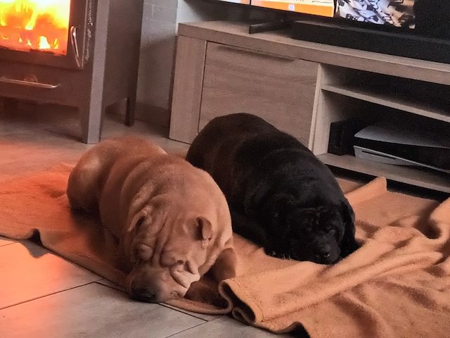Shar Pei Welpen geb 25.04.25