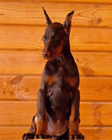 Dobermann Welpen, top sozialisiert & bereit für ihr neues Zuhause