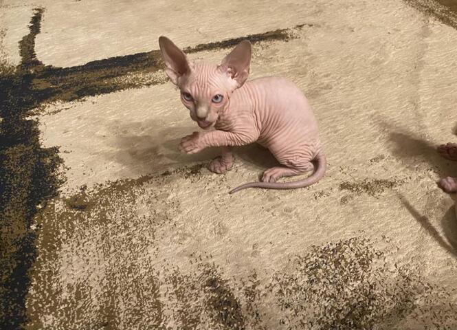 Sphynx-Kätzchen