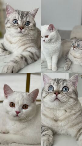 2 BKH Katzen suchen liebevolles Zuhause