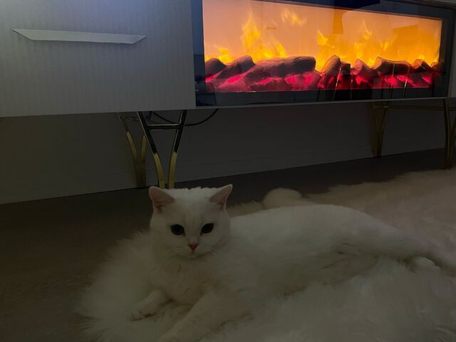 2 BKH Katzen suchen liebevolles Zuhause