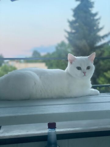 2 BKH Katzen suchen liebevolles Zuhause