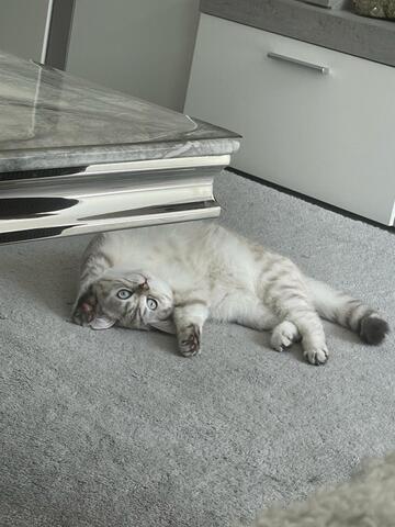 2 BKH Katzen suchen liebevolles Zuhause