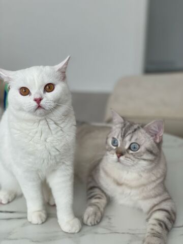 2 BKH Katzen suchen liebevolles Zuhause