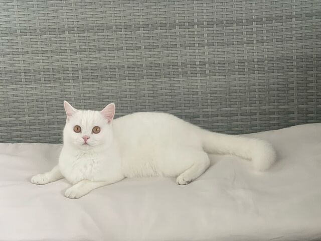 2 BKH Katzen suchen liebevolles Zuhause