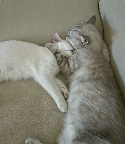 2 BKH Katzen suchen liebevolles Zuhause