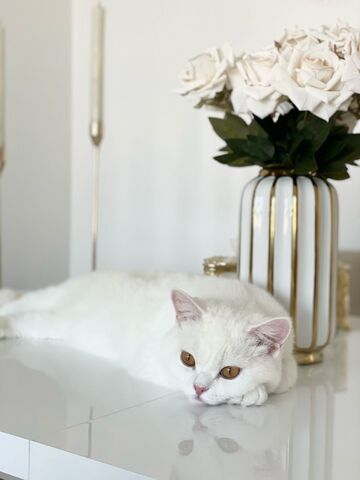 2 BKH Katzen suchen liebevolles Zuhause