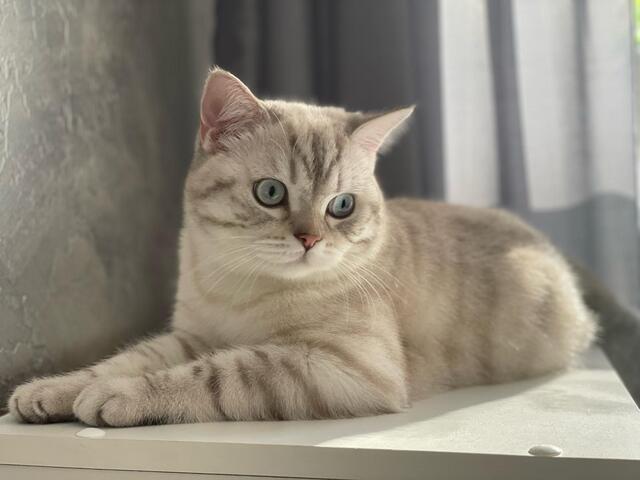 2 BKH Katzen suchen liebevolles Zuhause