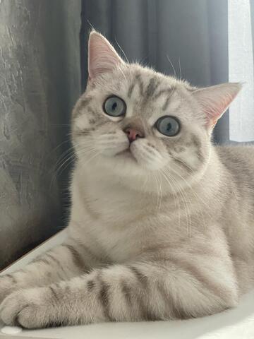 2 BKH Katzen suchen liebevolles Zuhause