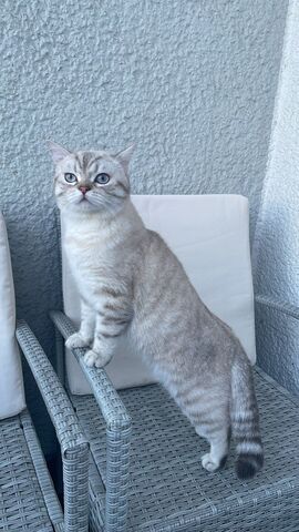 2 BKH Katzen suchen liebevolles Zuhause
