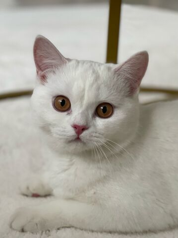 2 BKH Katzen suchen liebevolles Zuhause