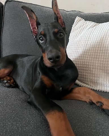 Dobermann-Welpen,