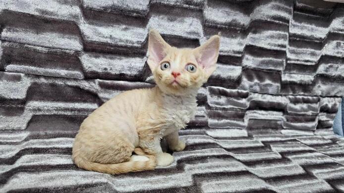 Devon Rex Kätzchen