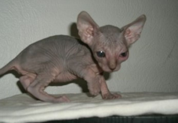 Süße Sphynx-Kätzchen