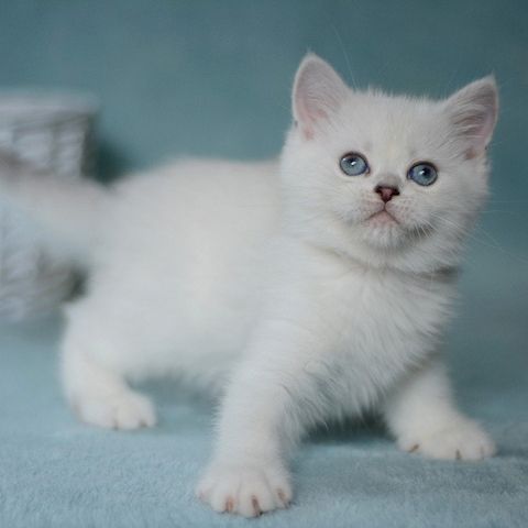 Blue BKH kittens m.P. - kittens grey blue white British Shorthair