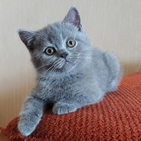 Blue BKH kittens m.P. - kittens grey blue white British Shorthair
