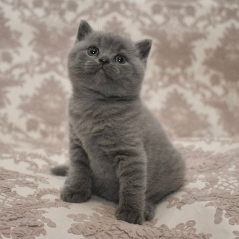 Reinrassige Britisch kurzhaar Katzen