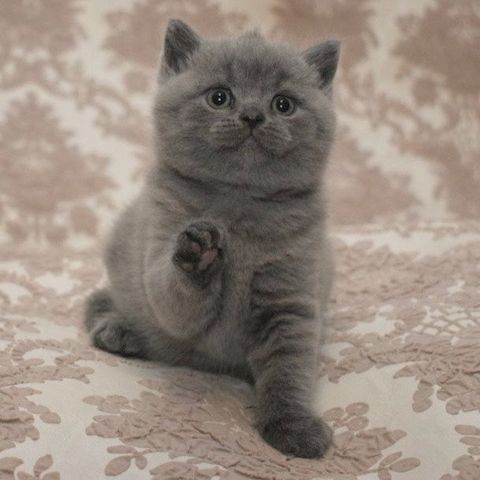 Reinrassige Britisch kurzhaar Katzen