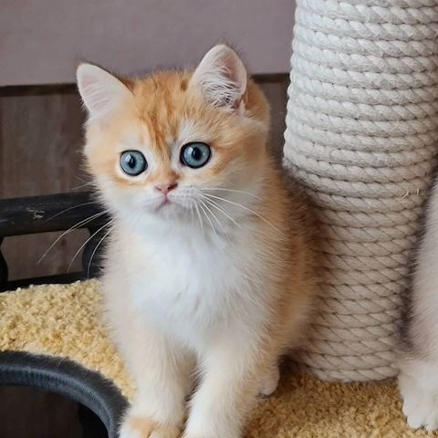 Reinrassige bkh golden shell,kitten,kinder