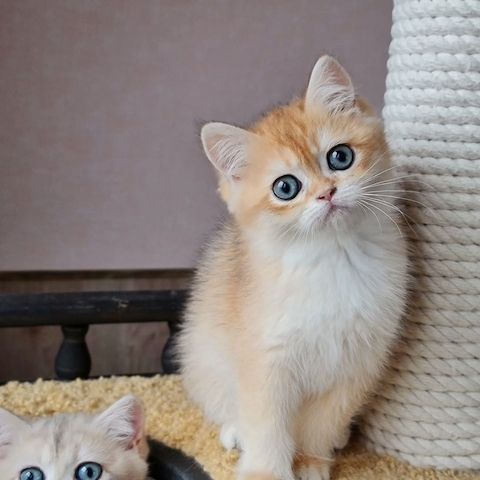 Reinrassige bkh golden shell,kitten,kinder