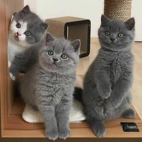 Reinrassige bkh golden shell,kitten,kinder