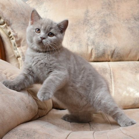 BKH Kitten mit Stammbaum Mädchen und Jungen