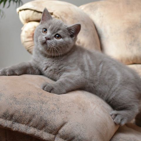 BKH Kitten mit Stammbaum Mädchen und Jungen