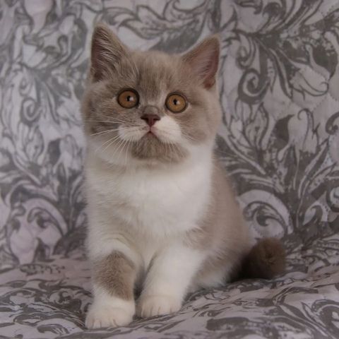Britische Kurzhaar Katzen!!