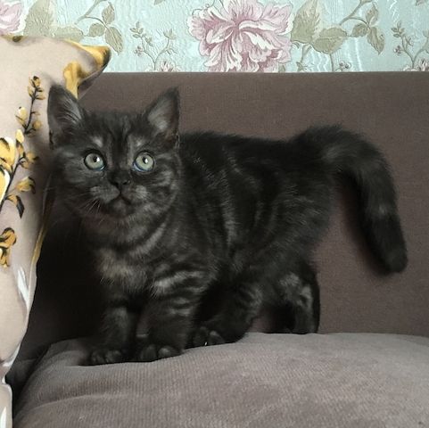 Britische Kurzhaar Katzen!!