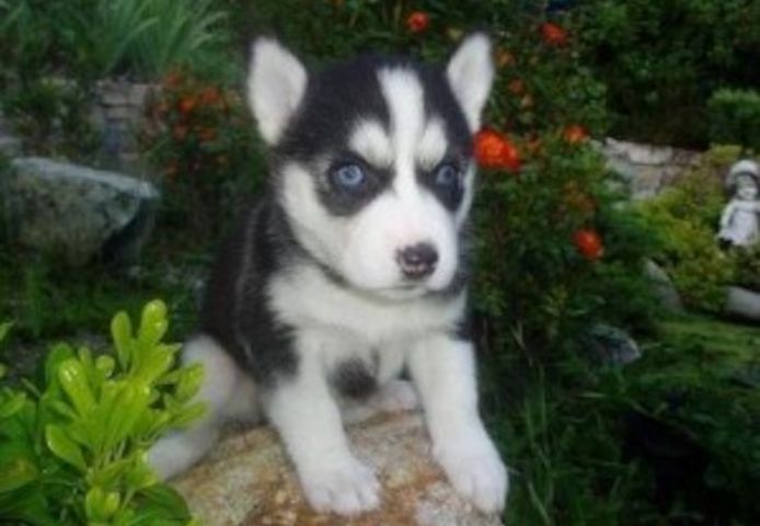Siberian Husky Welpen