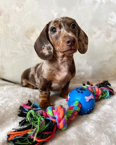 Tolle Zwergdackel/Dackel Welpen suchen geeignete Familien