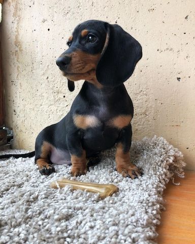 Tolle Zwergdackel/Dackel Welpen suchen geeignete Familien